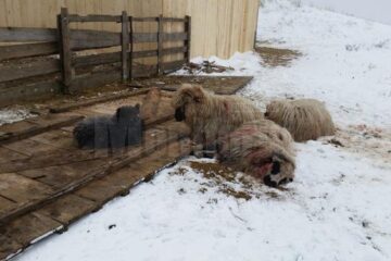 O haită de animale sălbatice a lăsat dezastru în urmă la stâna unui crescător de oi din satul Mihoveni