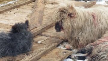 Turma de oi a unui crescător din Mihoveni, decimată de fiare sălbatice