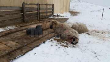 Turma de oi a unui crescător din Mihoveni, decimată de fiare sălbatice