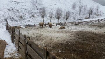Turma de oi a unui crescător din Mihoveni, decimată de fiare sălbatice