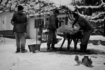 „Porcul strămoșesc”