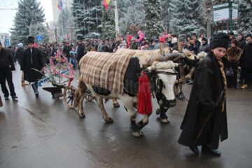 Plugușor vechi de peste 200 de ani, tras de boi, adus de la Câmpulung Moldovenesc