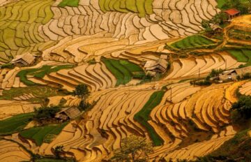 Sapa – localitate Nordică la graniță cu China – terase de orez cât vezi cu ochii