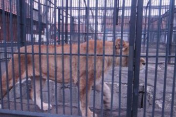 Leoaică de la Parcul Zoologic Rădăuți