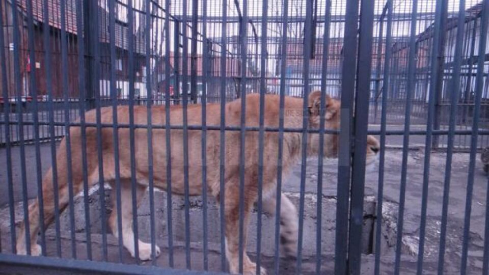 Leoaică de la Parcul Zoologic Rădăuți Leoaică de la Parcul Zoologic Rădăuți