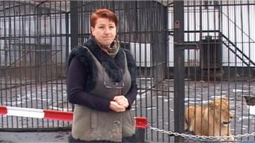 Copil de 11 ani, rănit de o leoaică la Zoo Rădăuți, într-un pavilion nesecurizat