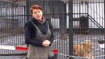 Copil de 11 ani, rănit de o leoaică la Zoo Rădăuți, într-un pavilion nesecurizat