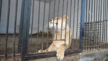 Copil de 11 ani, rănit de o leoaică la Zoo Rădăuți, într-un pavilion nesecurizat