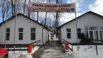 Copil de 11 ani, rănit de o leoaică la Zoo Rădăuți, într-un pavilion nesecurizat
