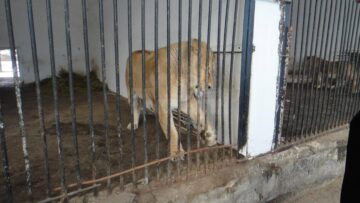Copil de 11 ani, rănit de o leoaică la Zoo Rădăuți, într-un pavilion nesecurizat