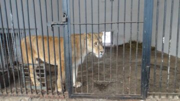 Copil de 11 ani, rănit de o leoaică la Zoo Rădăuți, într-un pavilion nesecurizat