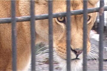 Leoaica Gina are 7 ani și a mai avut un astfel de episod agresiv în 2013, tot după ce a fost provocată