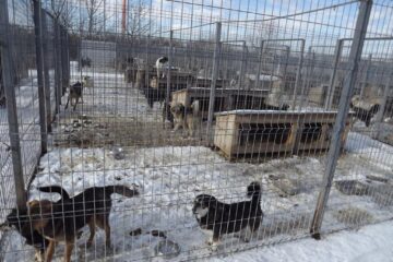 Pericol de supraaglomerare la adăpostul de câini