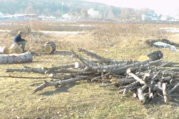 Au tăiat plopi din lunca Sucevei, în spatele Bazarului