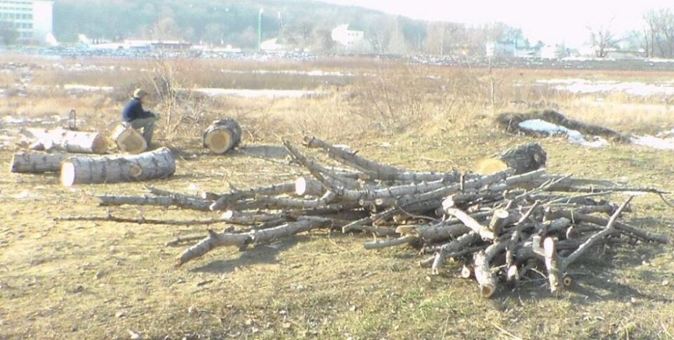 Au tăiat plopi din lunca Sucevei, în spatele Bazarului