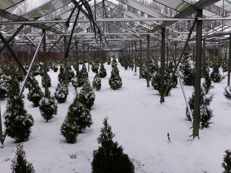 Pepiniera de arbuști ornamentali