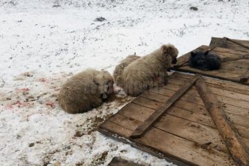 Oile sfâșiate de haita de câini sălbăticiți