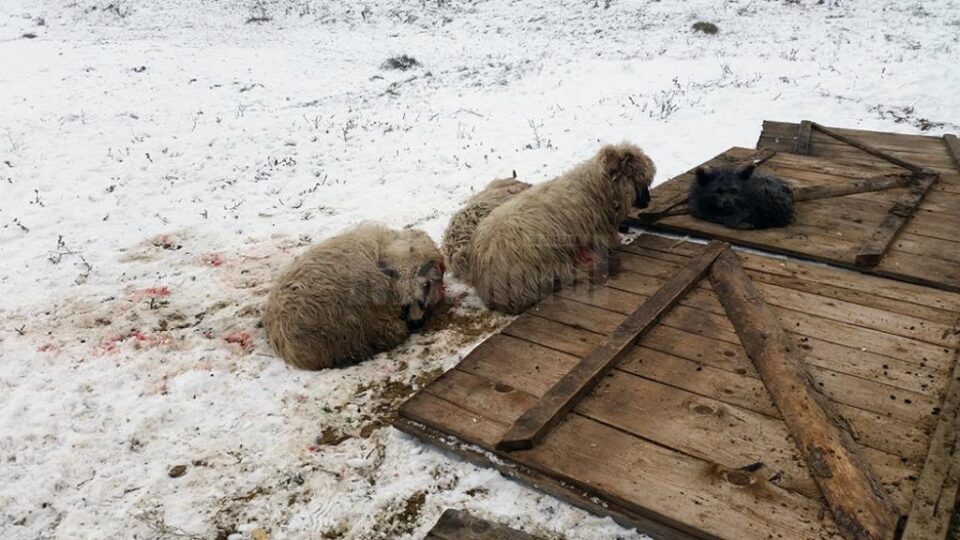Oile sfâșiate de haita de câini sălbăticiți