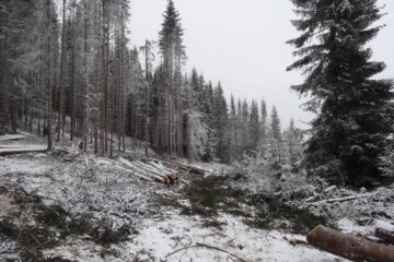 În prezent, inspectorii silvici ai ITRSV Suceava au de „alergat” prin pădure și prin munți, după infractori, cu Loganul ori cu mașinile personale În prezent, inspectorii silvici ai ITRSV Suceava au de „alergat” prin pădure și prin munți, după infractori, cu Loganul ori cu mașinile personale