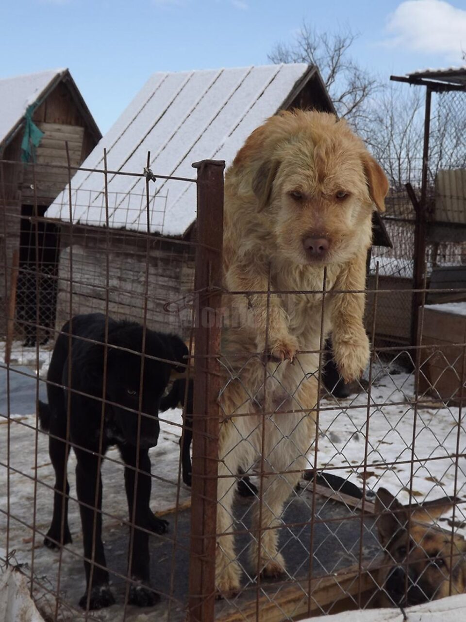 Campanie de sterilizare gratuită a câinilor și pisicilor, la adăpostul de animale