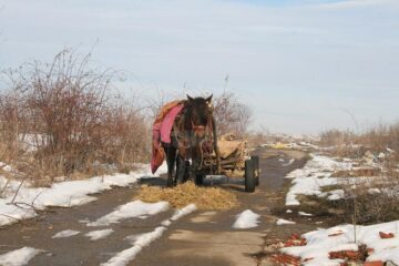 Cine și de ce a ruinat Avicola Suceava?