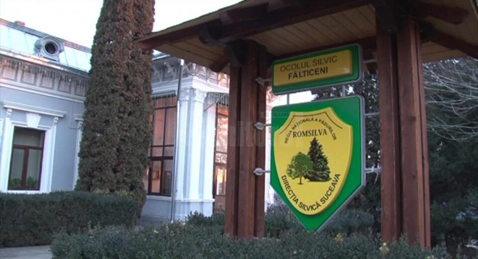 Șeful Ocolului Silvic Fălticeni, săltat pentru tăieri ilegale din pădurea moștenită de fiul vitreg al unui boier