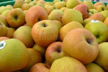 La licitație s-au pus la bătaie 1,72 de milioane de lei pentru merele preșcolarilor și elevilor
