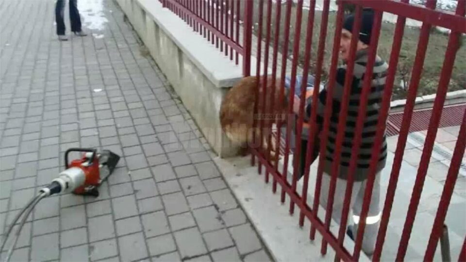 Echipajul a găsit cățelul prins într-un gard al unei grădinițe, între o bară metalică și zidăria temeliei