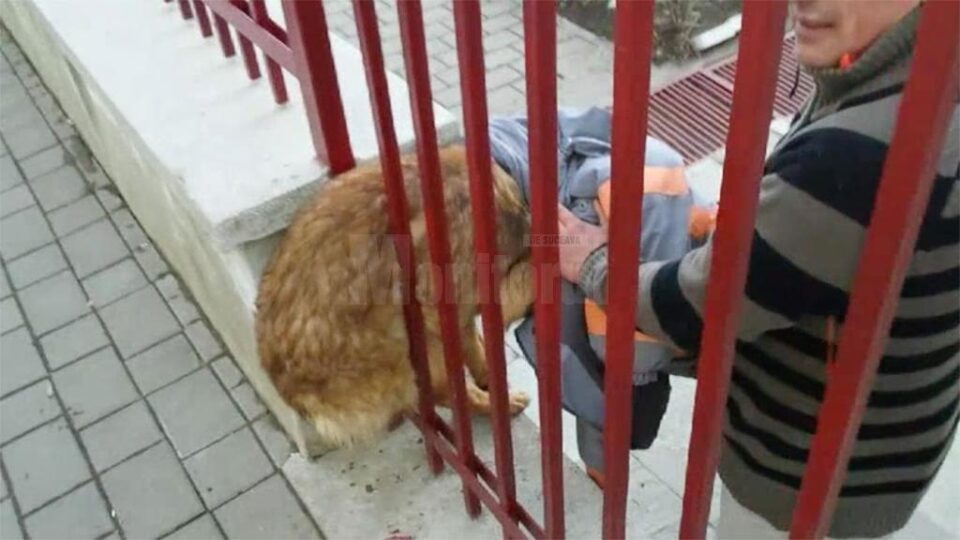 Echipajul a găsit cățelul prins într-un gard al unei grădinițe, între o bară metalică și zidăria temeliei