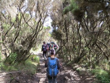 Patru suceveni au ajuns pe Kilimanjaro, acoperișul Africii