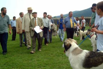 Impozantul Ciobănesc de Bucovina, tot mai aproape de recunoașterea internațională ca rasă