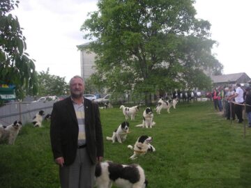 Impozantul Ciobănesc de Bucovina, tot mai aproape de recunoașterea internațională ca rasă