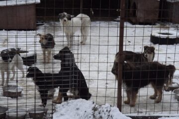 Până la jumătatea lunii februarie au fost capturați peste 1.200 de câini