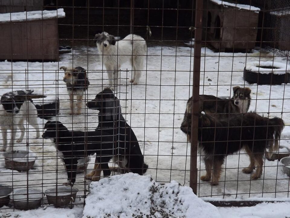 Până la jumătatea lunii februarie au fost capturați peste 1.200 de câini