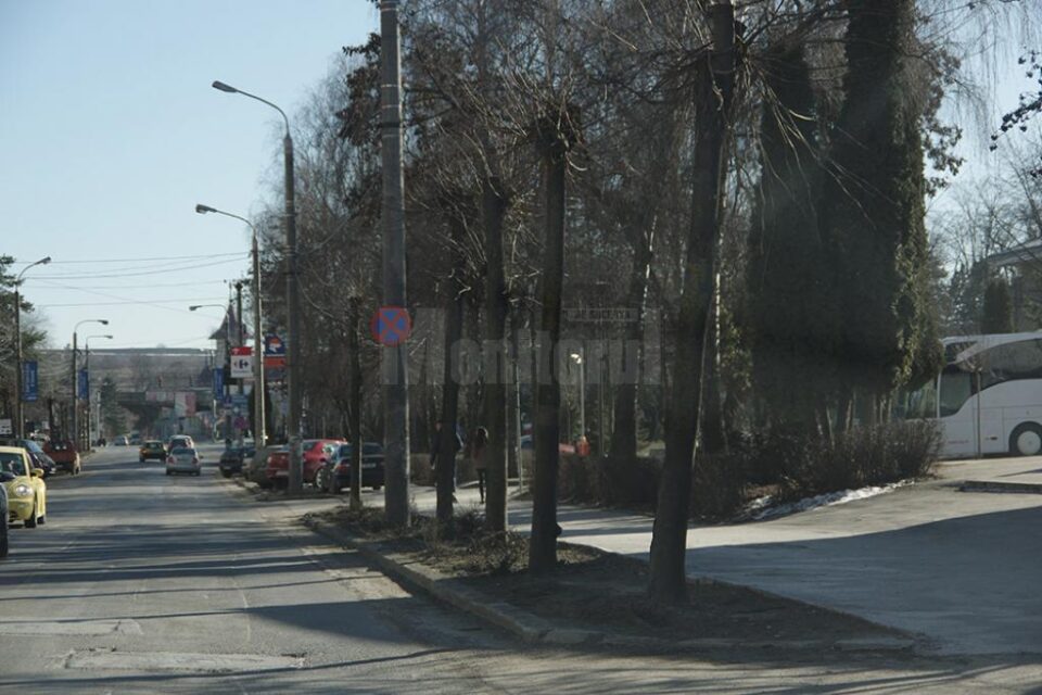 Copacii vor fi tăiați pentru amenajarea de parcări cu pavele