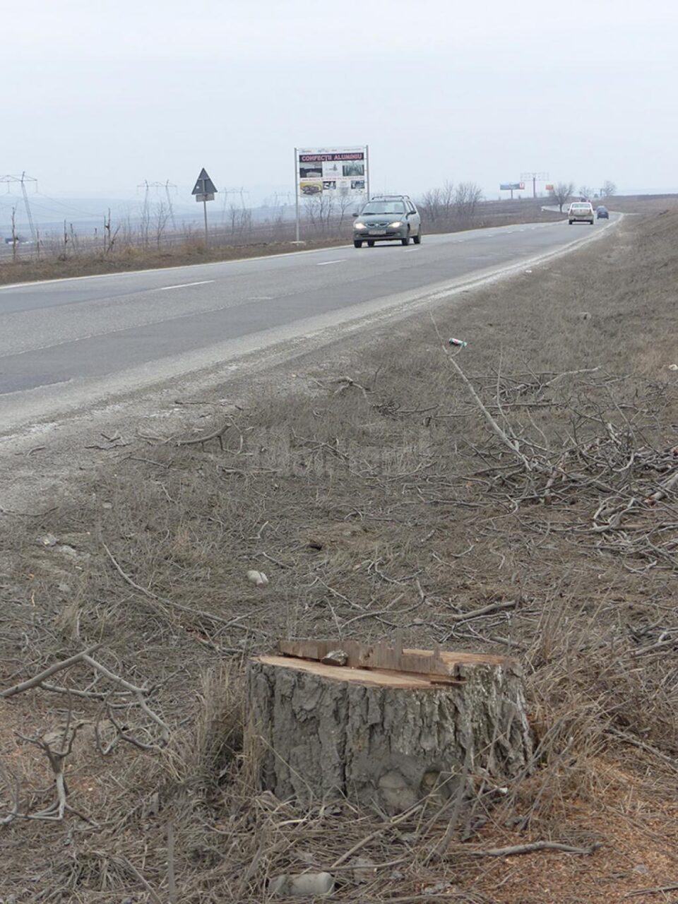 Locul arborilor tăiați va fi luat de puieți, tot în acest an, au dat asigurări oficialii de la Drumuri Naționale Locul arborilor tăiați va fi luat de puieți, tot în acest an, au dat asigurări oficialii de la Drumuri Naționale