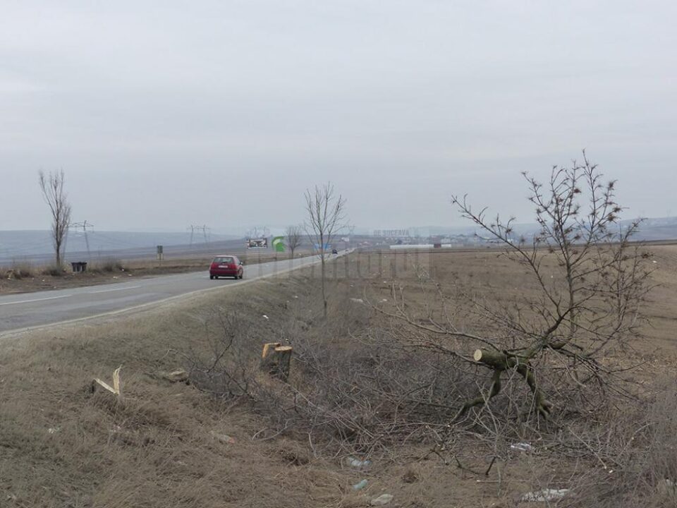 Locul arborilor tăiați va fi luat de puieți, tot în acest an, au dat asigurări oficialii de la Drumuri Naționale