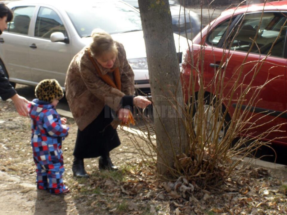 Voluntarii ecologiști au adoptat teii de pe strada Universității și de pe bulevardul George Enescu