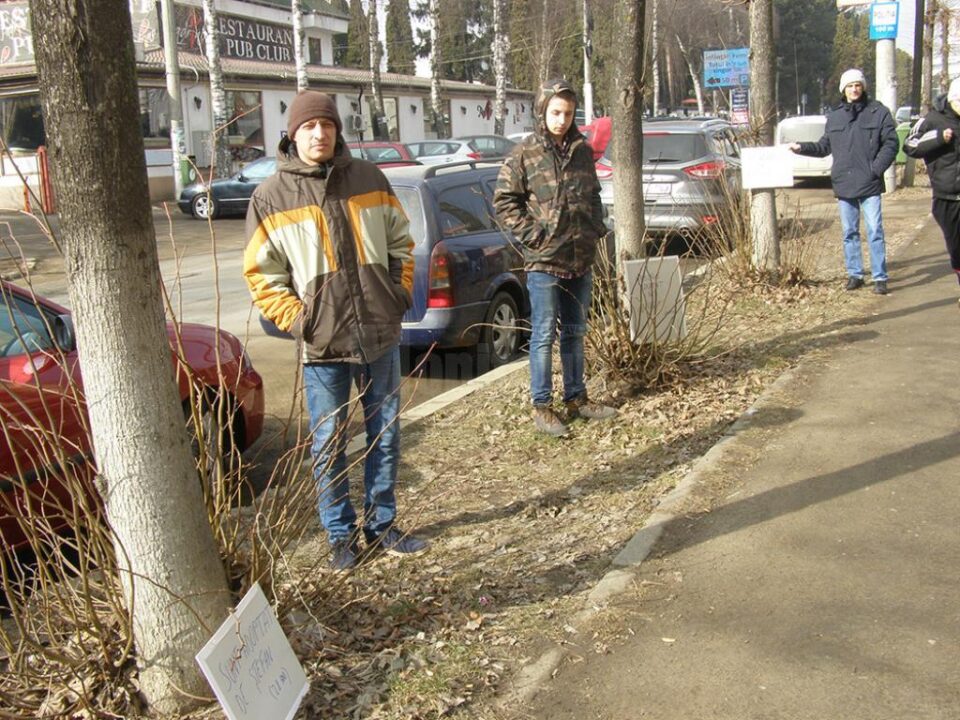Voluntarii ecologiști au adoptat teii de pe strada Universității și de pe bulevardul George Enescu