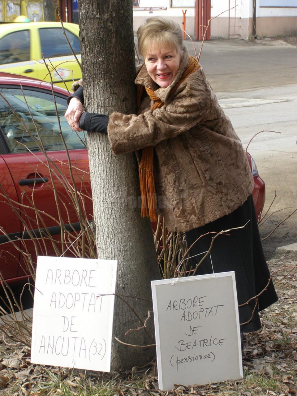 Voluntarii ecologiști au adoptat teii de pe strada Universității și de pe bulevardul George Enescu