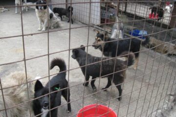 Câini de la adăpostul din Lunca Sucevei