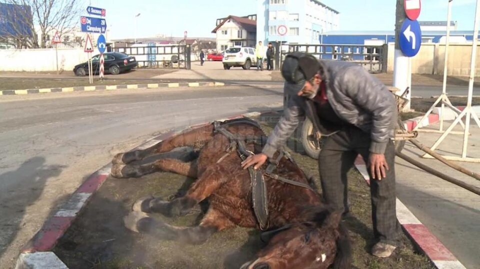 Un cal sleit de puteri a căzut în drum, la Șcheia