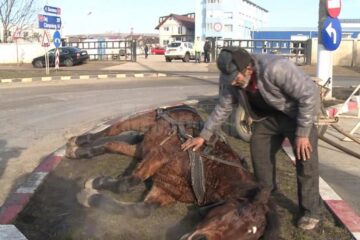 Un cal sleit de puteri a căzut în drum, la Șcheia