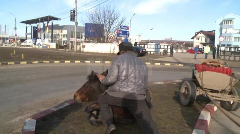 Un cal sleit de puteri a căzut în drum, la Șcheia
