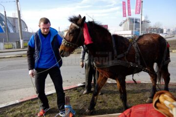 Deși nu avea nici o obligație legată de evenimente de acest gen, veterinarul Gabriel Gașpar a intervenit după ce un șofer l-a sunat și l-a rugat să ajute cumva bietul cal
