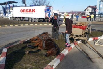 Calul s-a prăbușit în drum din cauza unei colici și a unei stări de hipocalcemie, pe fondul vârstei foarte înaintate, peste 20 de ani, și a alimentației precare