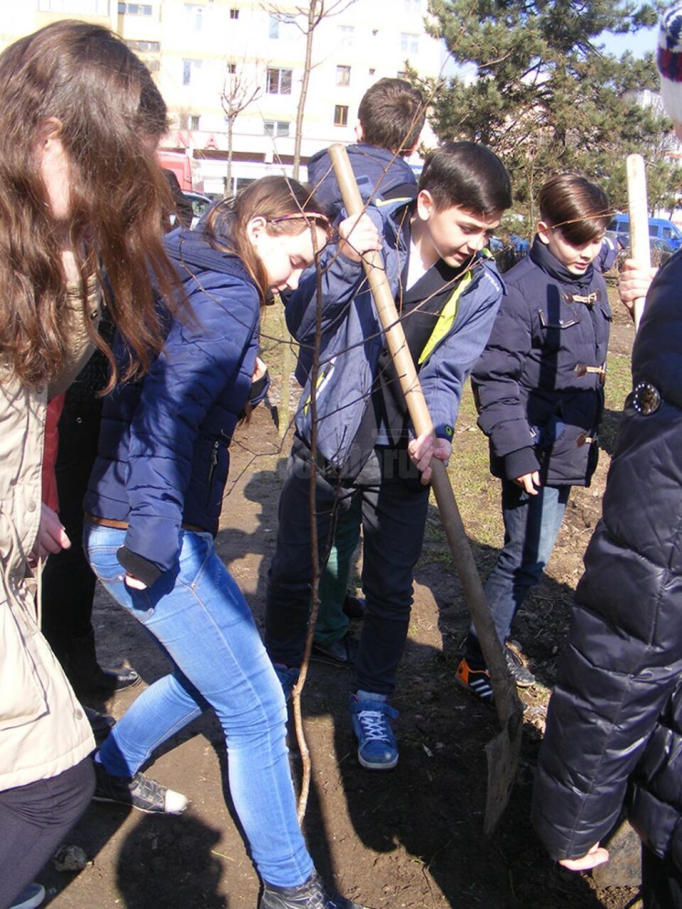 Elevii Școlii Gimnaziale Nr. 4 Suceava au plantat puieți în vecinătatea unității