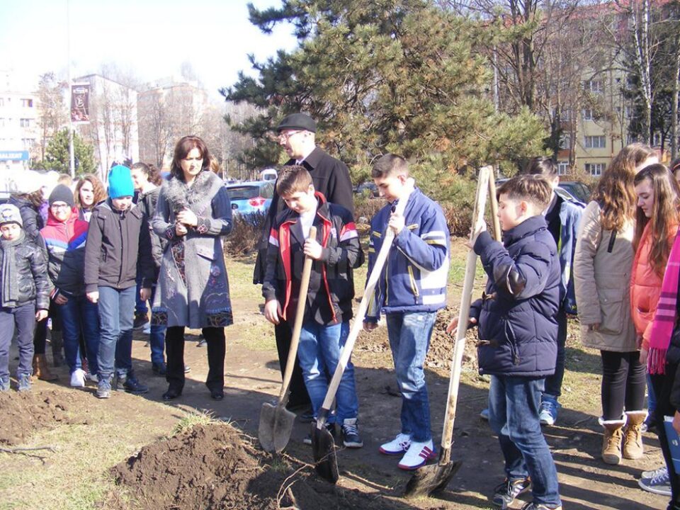 Elevii Școlii Gimnaziale Nr. 4 Suceava au plantat puieți în vecinătatea unității