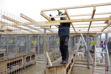 Voluntarii germani, muncind să ofere condiții cât mai bune câinilor din adăpostul de animale al Sucevei