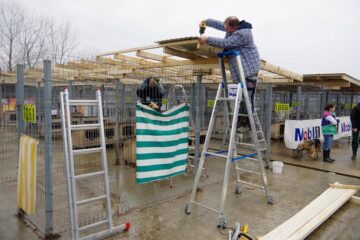 Voluntarii germani, muncind să ofere condiții cât mai bune câinilor din adăpostul de animale al Sucevei